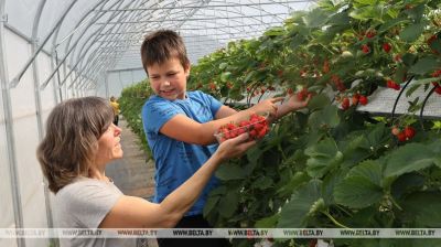 Anbau von Erdbeeren auf Kokosmatten in der Region Gomel 