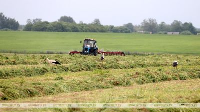 Der erste Grasschnitt