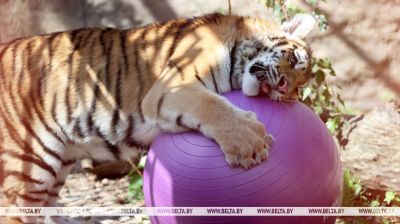 Ein Tigerjunges Sindbad aus der Region Chabarowsk ist im Minsker Zoo eingezogen. 