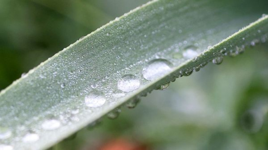 Nach dem Regen 