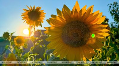 Sonnenblumen