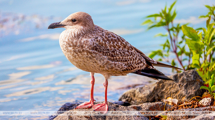  Graue Möwe am Ufer eines Stausees von Minsk 