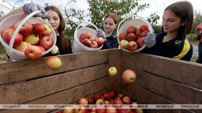 Apfelernte in Neswisch 