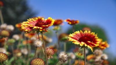 Herbstblumen  