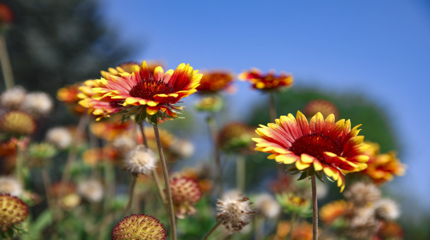 Herbstblumen 