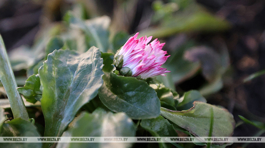 Erste Blumen in Grodno im Januar 