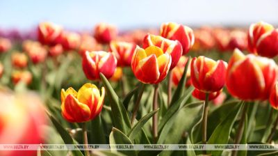 Tulpenanbau in der Region Brest 
