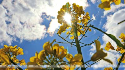 Raps - das Gold der Felder  