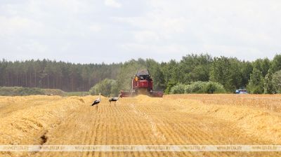 Kornernte im Gebiet Brest  