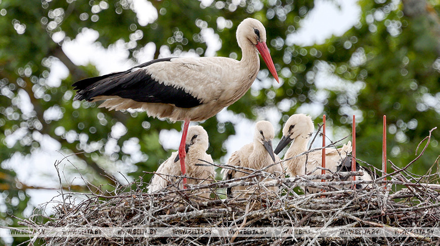 Eine Storchenfamilie 