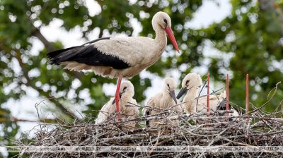 Eine Storchenfamilie 