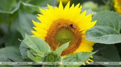 Sonnenblumen in der Region Grodno  