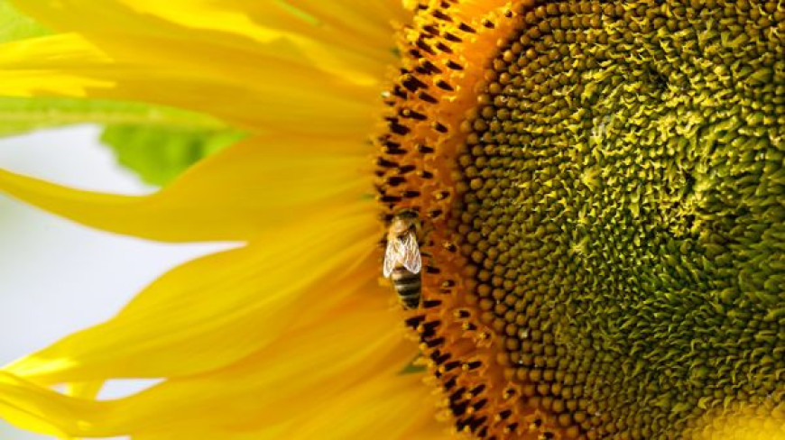 Sonnenblume