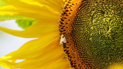 Sonnenblume