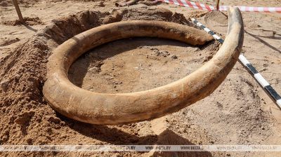  In Witebsk entdeckter Mammut-Stoßszahn
 