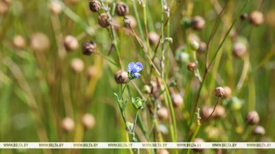 Flachsernte im Kreis Mogiljow