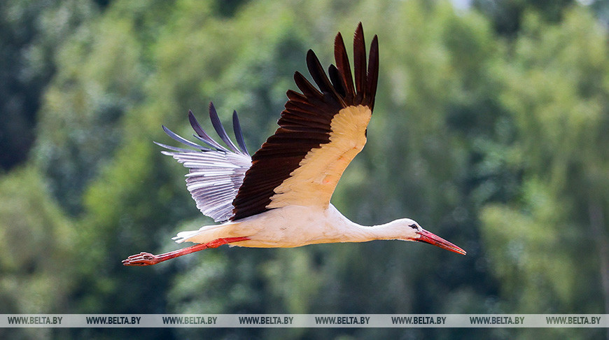 Störche bereiten sich auf den Abflug vor 