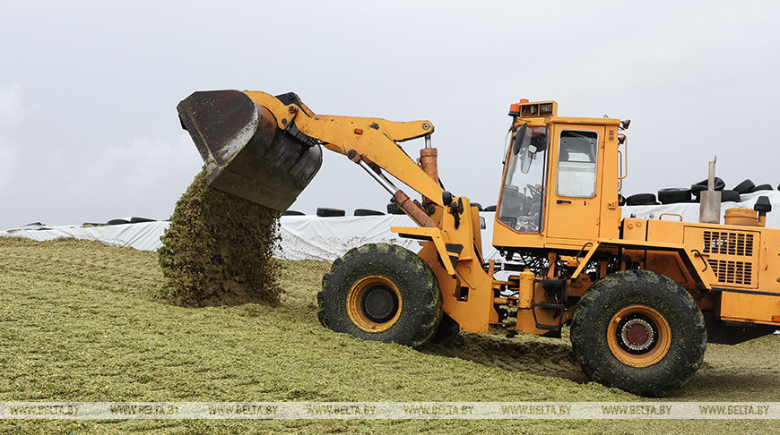Maisernte für Silage 