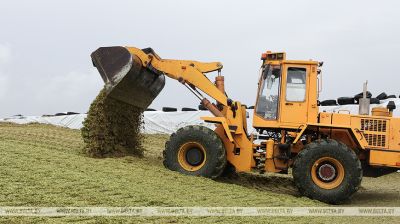 Maisernte für Silage 