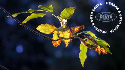 Bilder der Woche