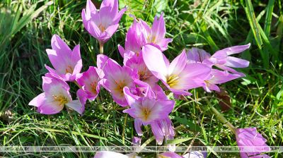 Herbstzeitlose in der Region Witebsk