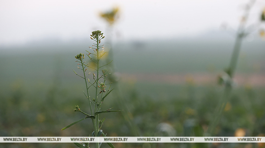 Blühender Raps im Dezember  