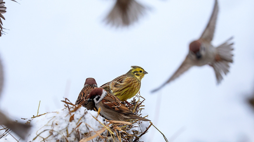 Wintertag im Kreis Dokschizy 