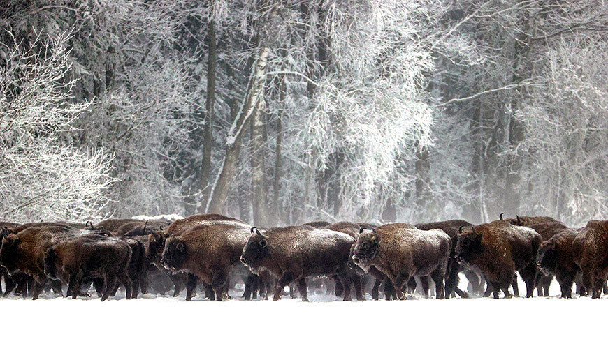 Wisente im Winterwald  