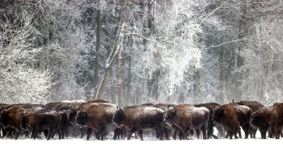 Wisente im Winterwald  