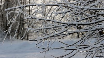 Winterwald im Kreis Gomel  