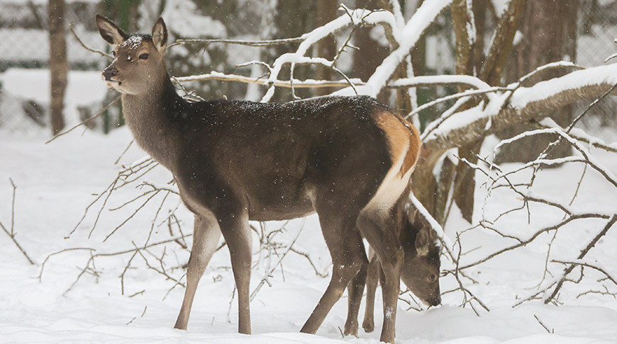 Wintertag im Biosphärenreservat Beresinski 