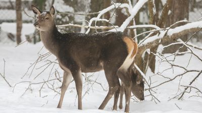 Wintertag im Biosphärenreservat Beresinski 