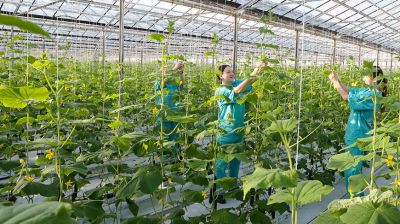 Neue Gurkenernte im Gewächshausbetrieb Briljowo  