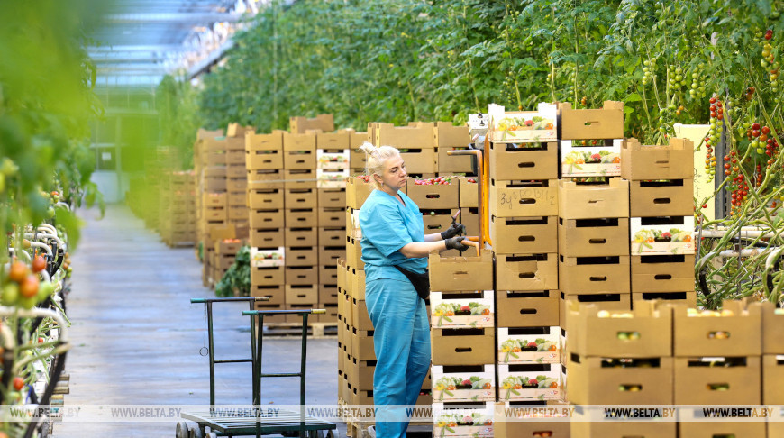 Gewächshauswirtschaft bei Minsk