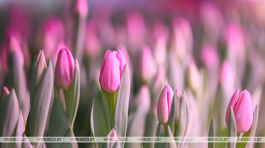 Tulpenschneiden in Grodno: Vorbereitungen für den Frauentag  