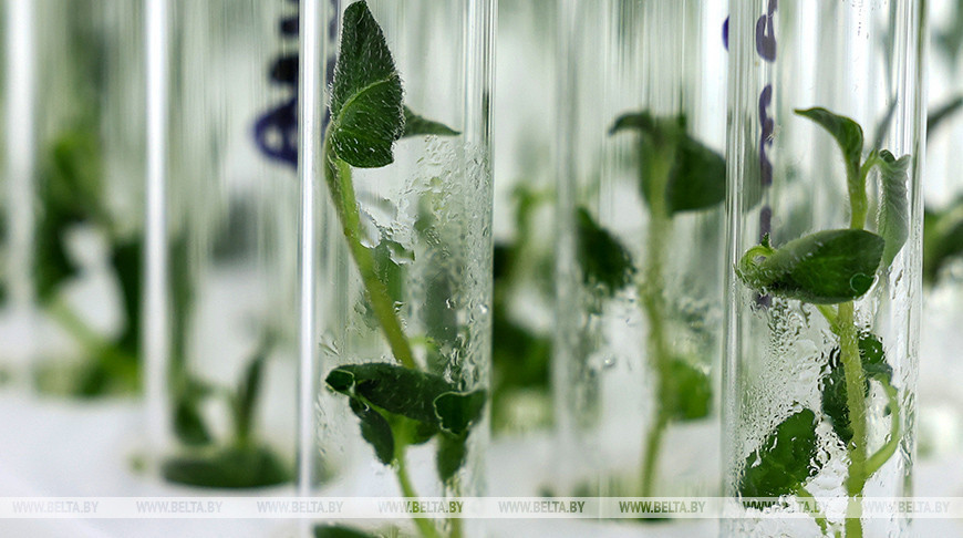 Anbau neuer Kartoffelsorten  