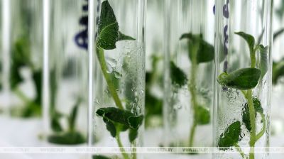 Anbau neuer Kartoffelsorten  