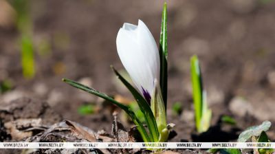 Frühlingserwachen: Die ersten Krokusse in Minsk 