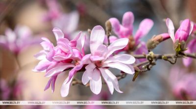 Magnolienblüte in Brest  