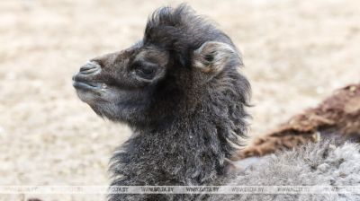 Zum ersten Mal wurde im Zoo von Witebsk ein Kamelkalb geboren 