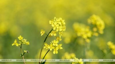Rapsblühte im Süden der Region Brest  
