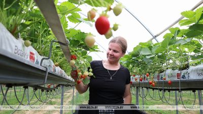 Erdbeersaison in Belarus  